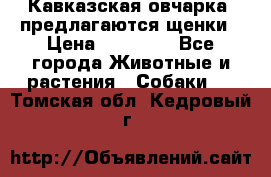 Кавказская овчарка -предлагаются щенки › Цена ­ 20 000 - Все города Животные и растения » Собаки   . Томская обл.,Кедровый г.